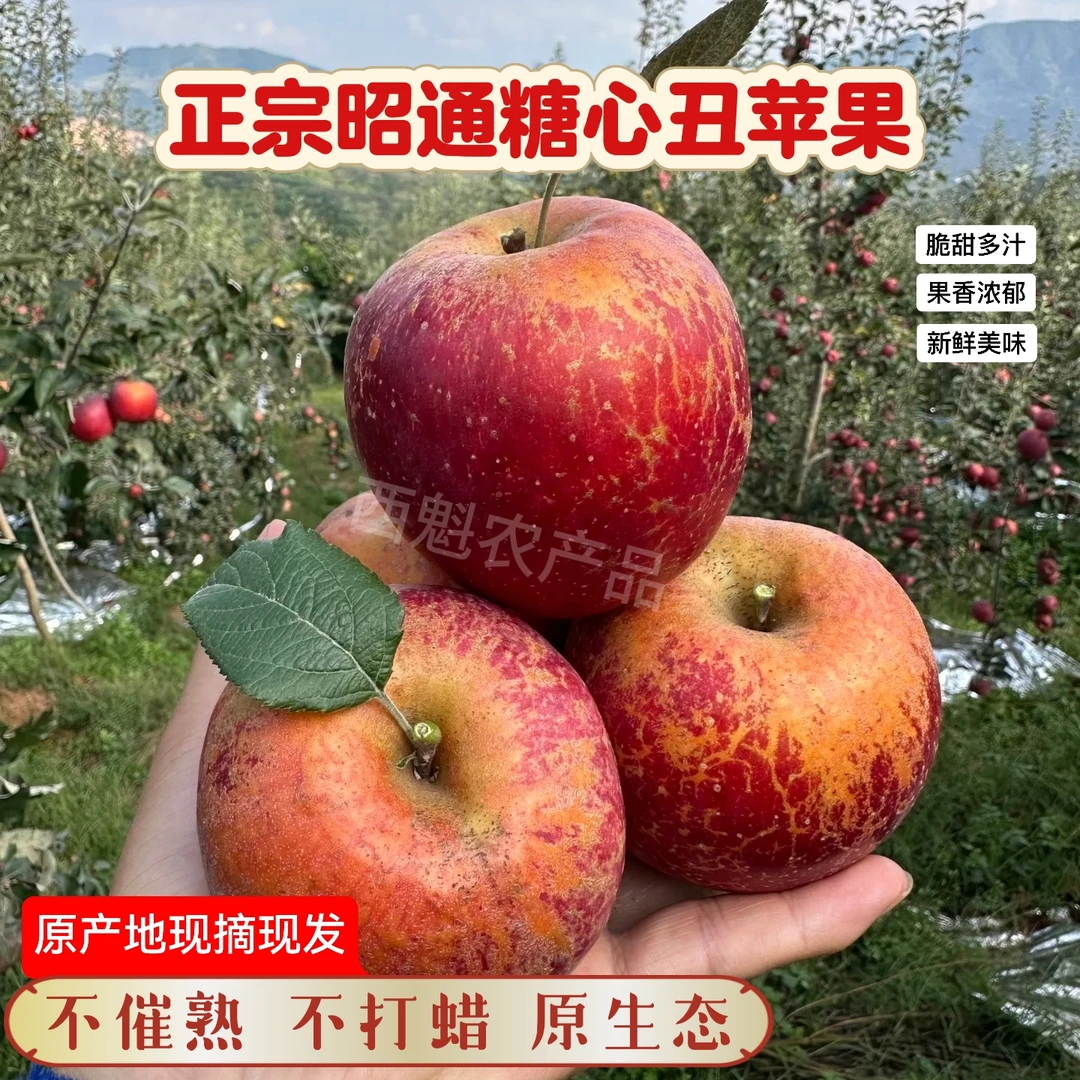 2025应季正宗云南昭通糖心红富士丑苹果新鲜采摘原产地直发