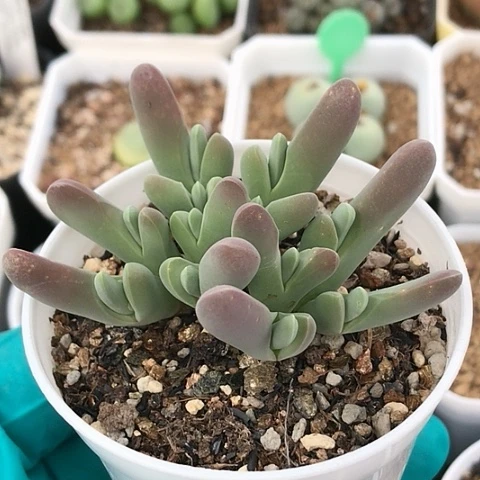 多肉肉锥 小白鲨