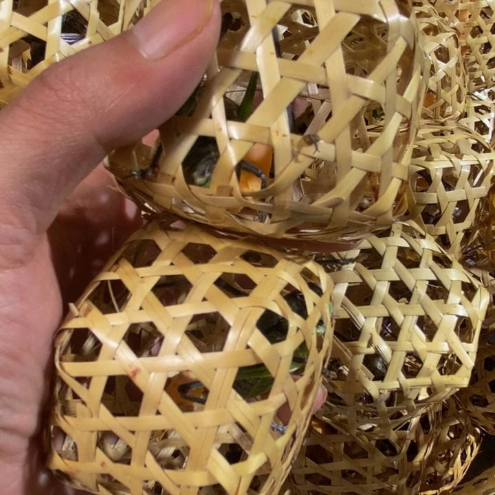 狼牙山野生蝈蝈2只包活到家