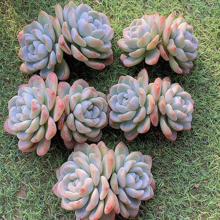 一物一拍，福利大双头粗腿5颗冰玉
