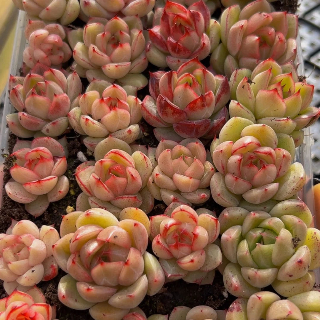 742多肉葡萄领导人物库资料