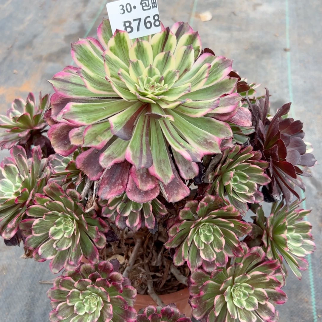 768紫嫣多肉法师