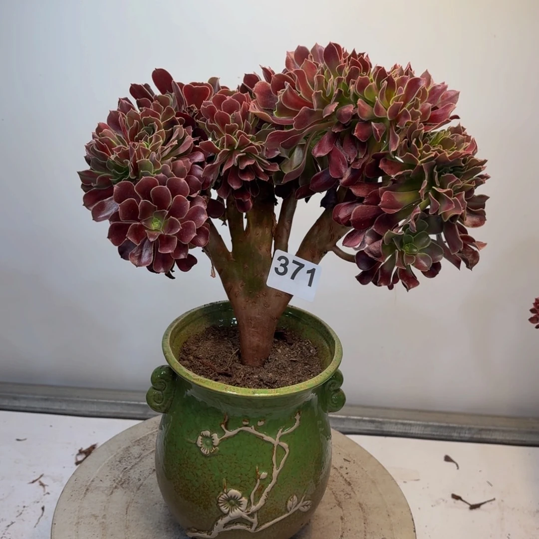 多肉植物欧子缀371