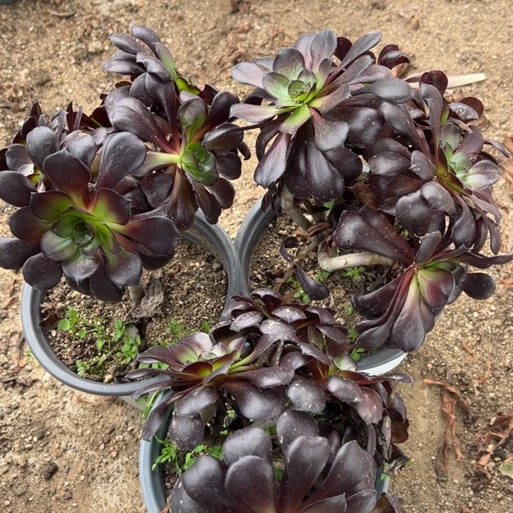 黑珍珠三颗组多肉植物量