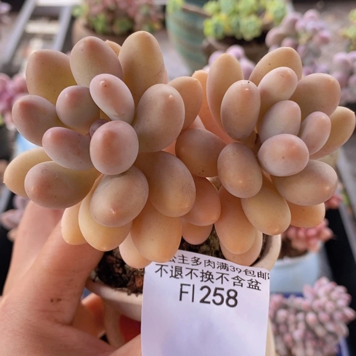蛋黄奶9cm258多肉植物