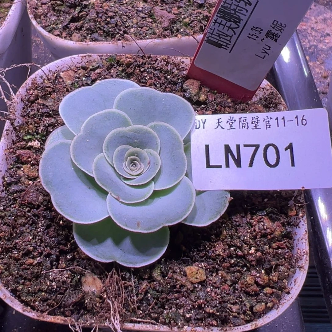 LN701 帕拉美娜特级-上播福利