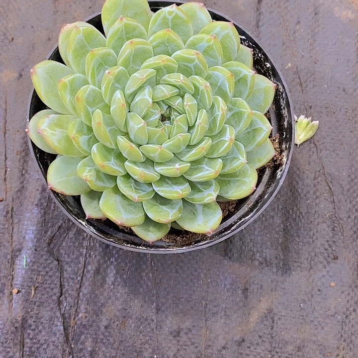 白***雪花珍妮多肉植物老桩