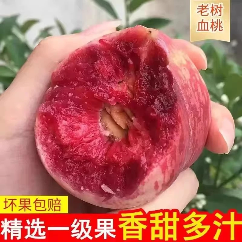 湖北老树血桃现摘现发脆甜多汁当季新鲜水果