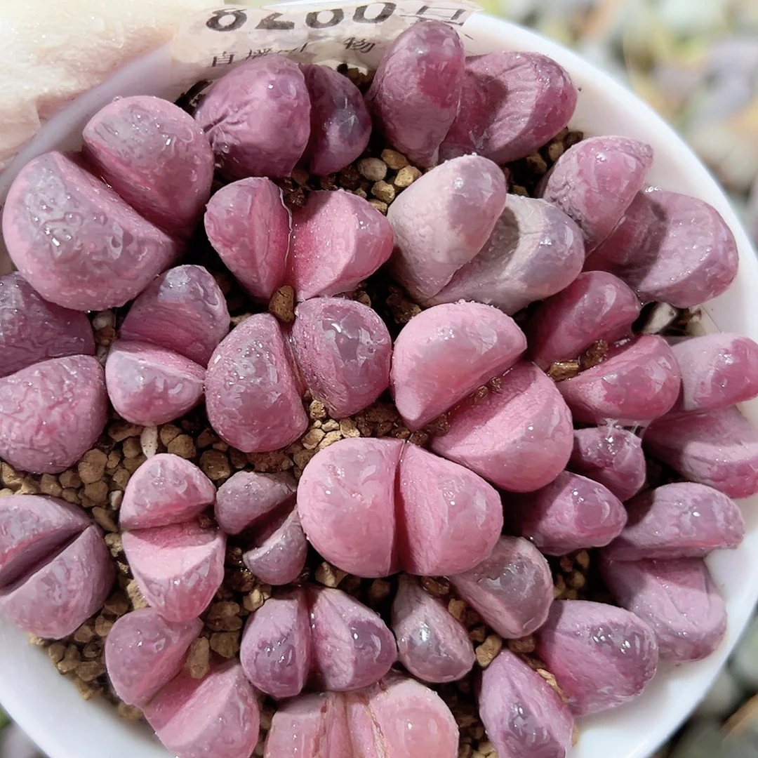 8280 好养易活生石花大母本9cm盆