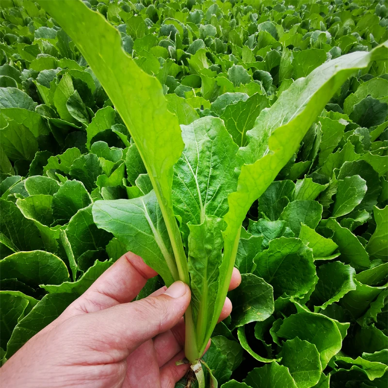 青梗小白菜 翠绿小白菜种子