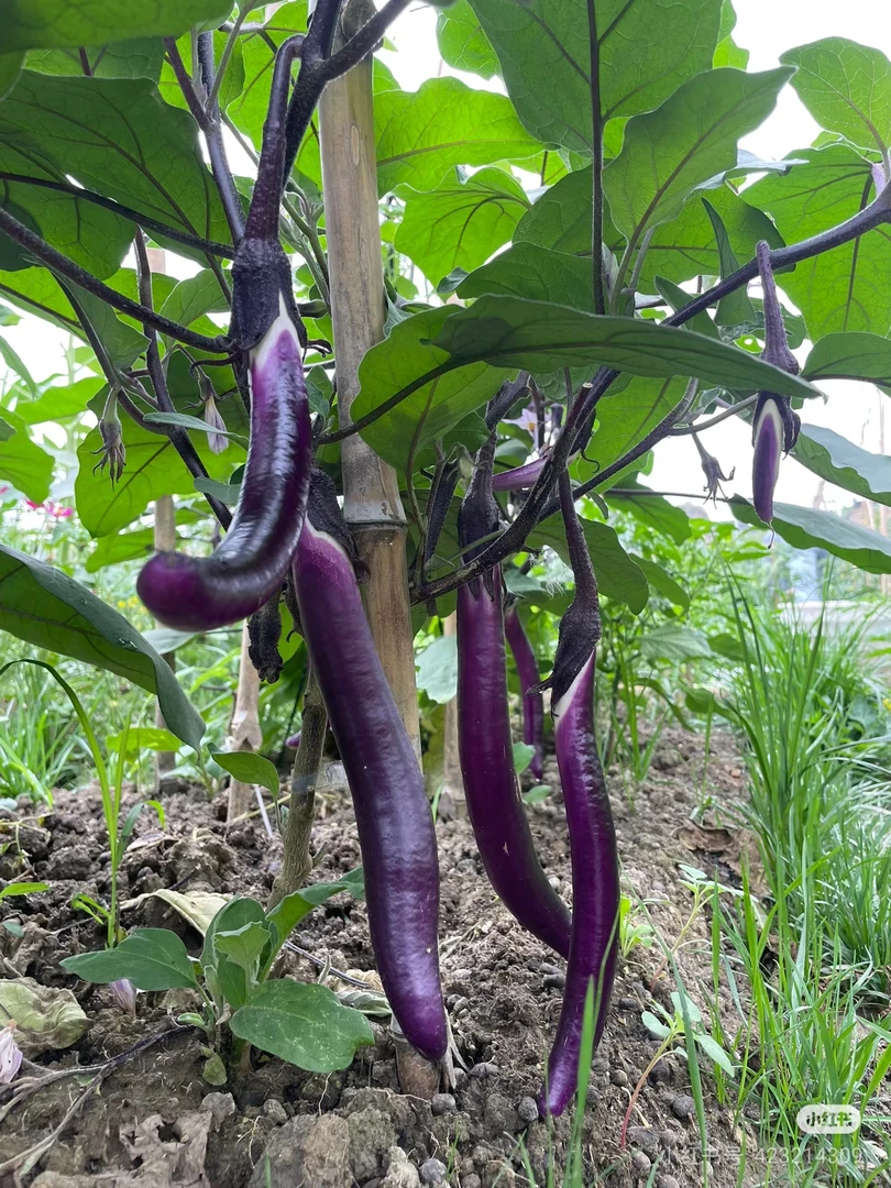 《铃铛农产品店》重庆农家自种茄子现摘现发