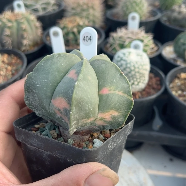 完全开放特价带盆发