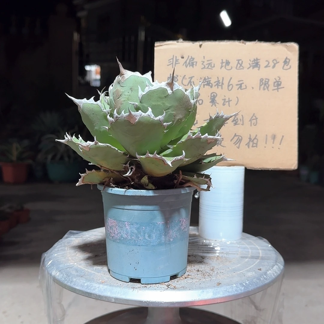 完全开放姬仁王冠龙舌兰