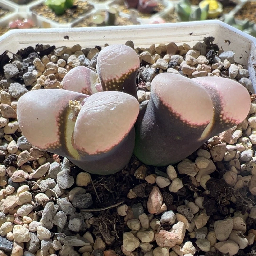 优选紫黑体粉窗母本 10