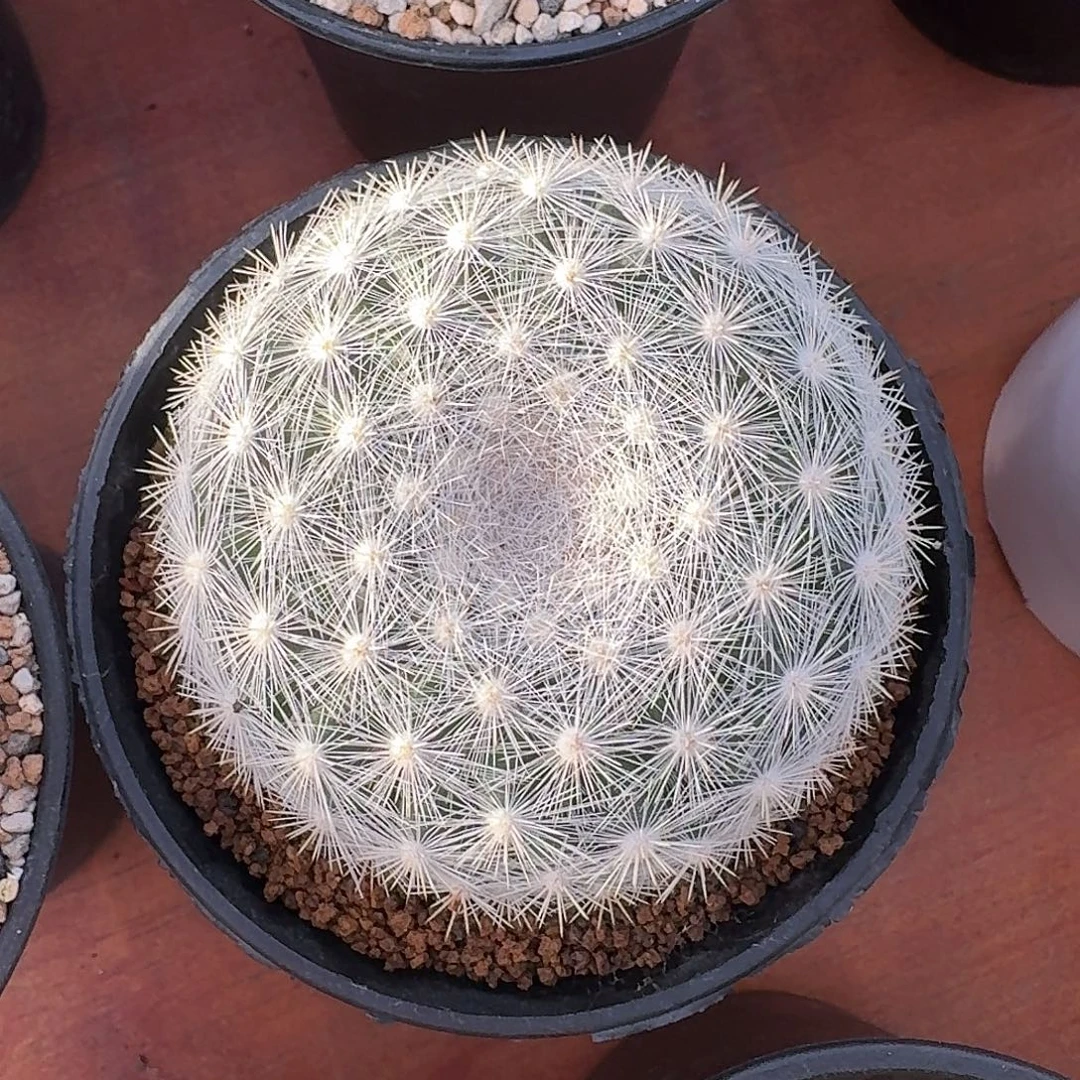 满月仙人球123456