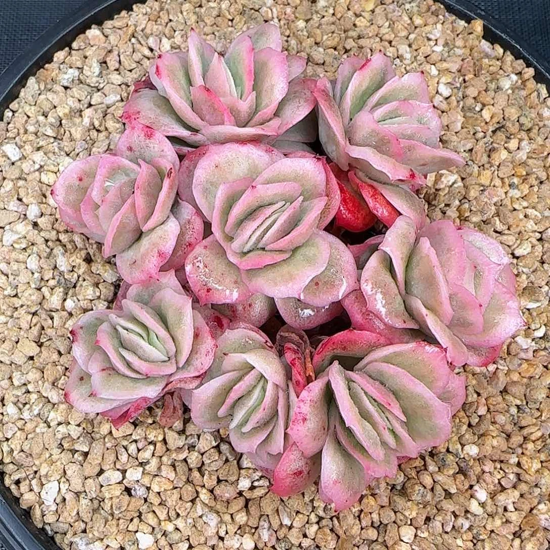 从前慢花园精选冰玫瑰锦