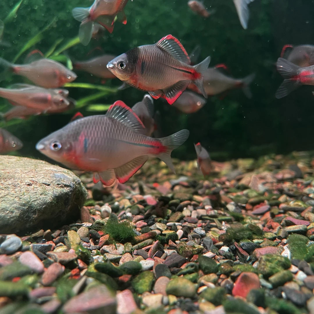 特价红边鰟鮍溪流原生冷水鱼不加温非火山鰟鮍白边须鱊小型观赏鱼