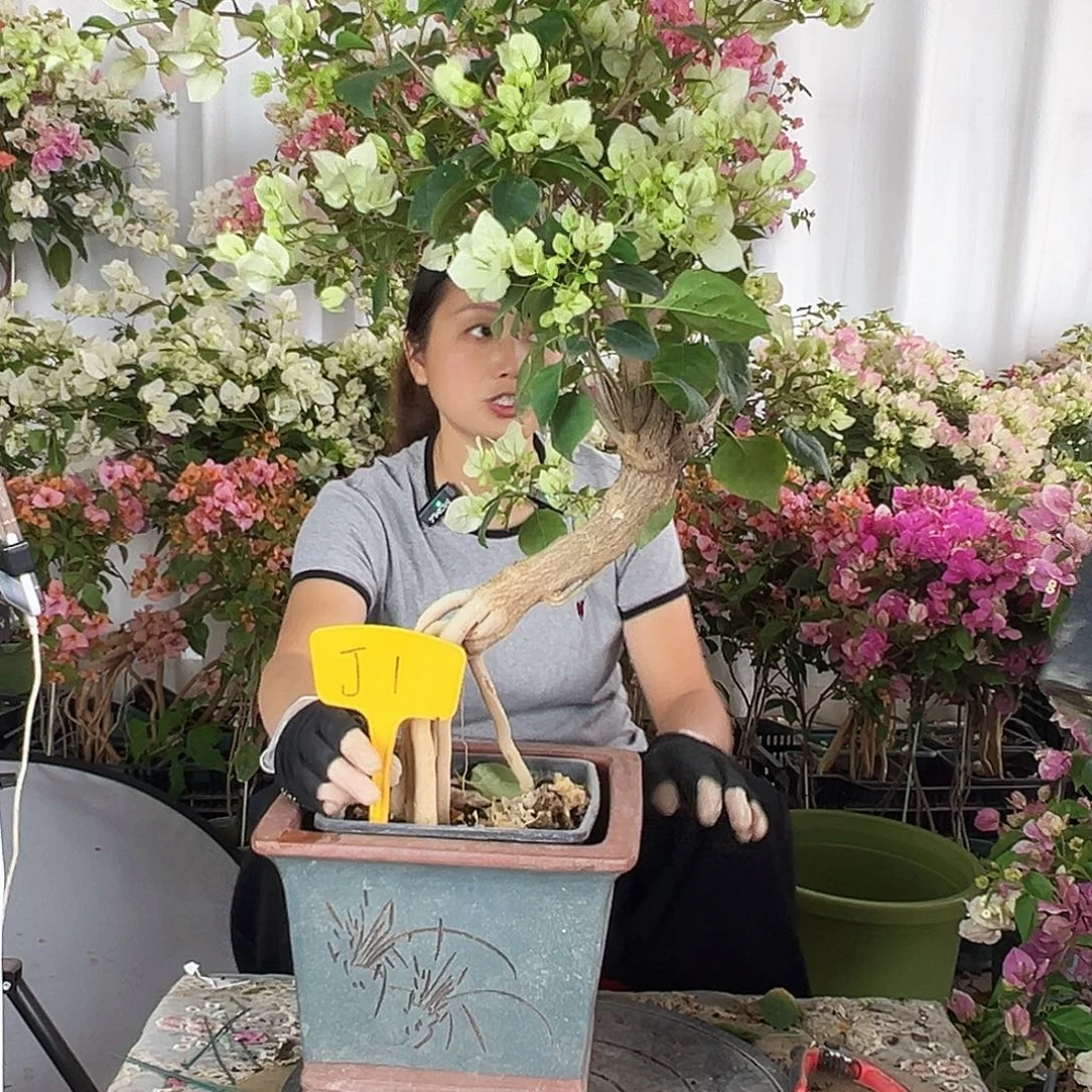 溪***妈大部分花苞少量开放J1绿樱