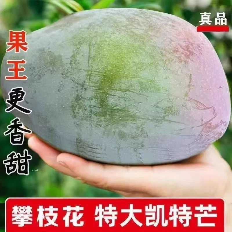 四川攀枝花青皮凯特芒果新鲜水果当季整箱特大凯特芒鲜果大芒果