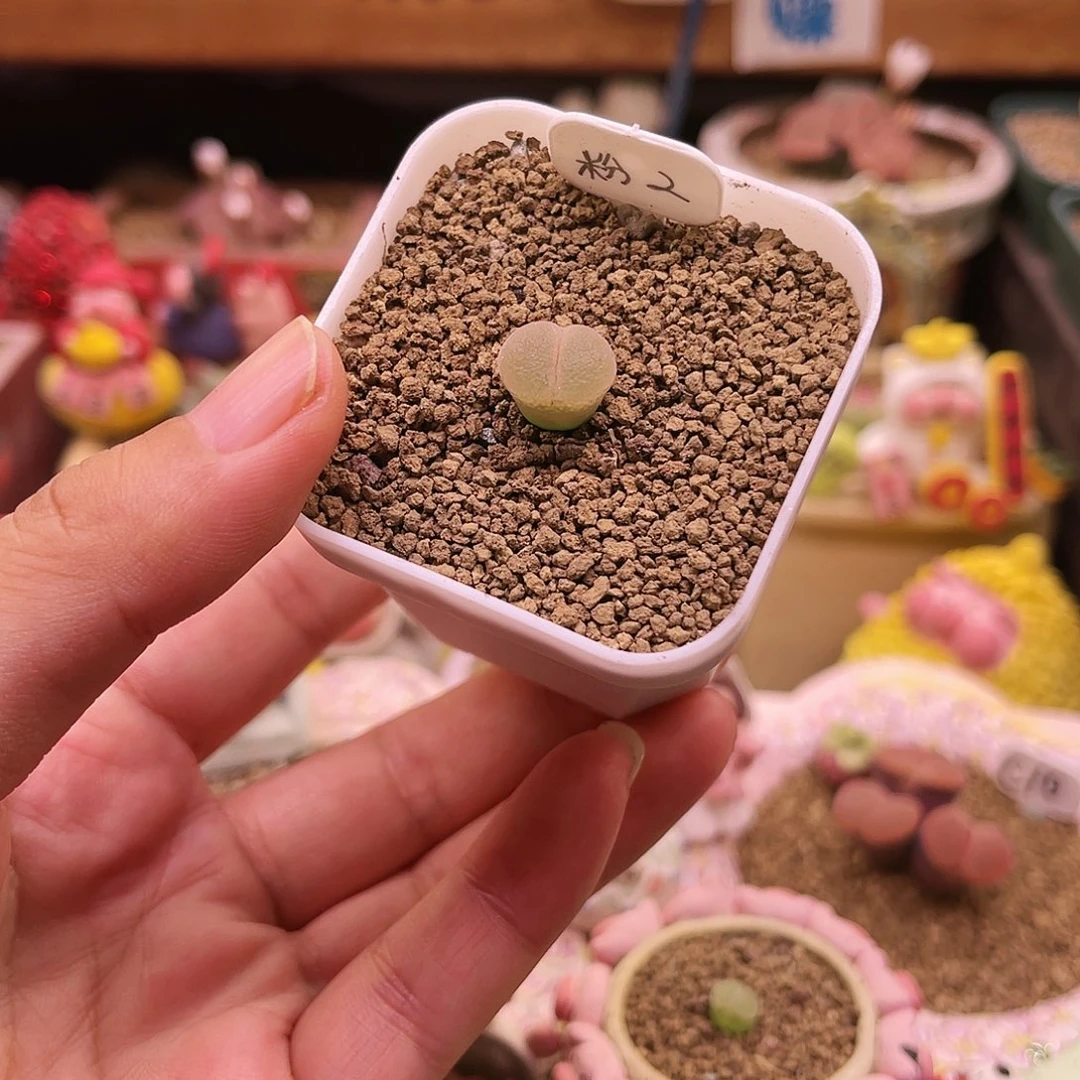 4年粉红女郎可带盆土发货