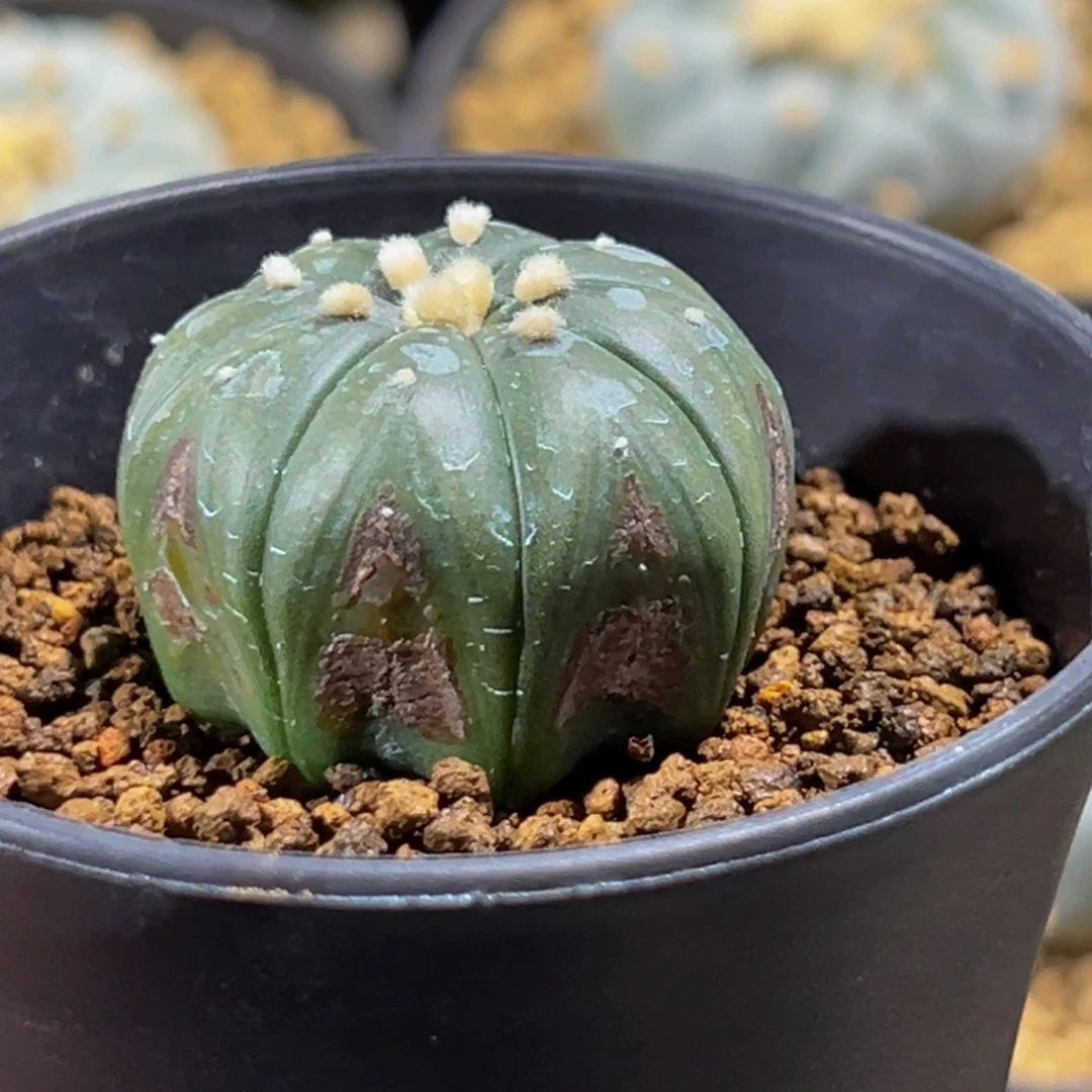 飘*m飘云专拍捡漏锈斑海星