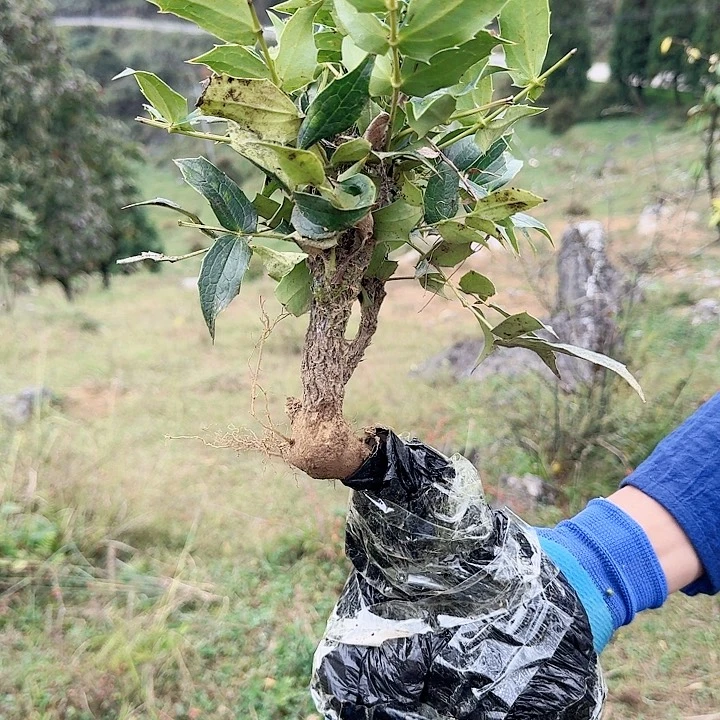 敏***哥完全开放刺黄莲一颗