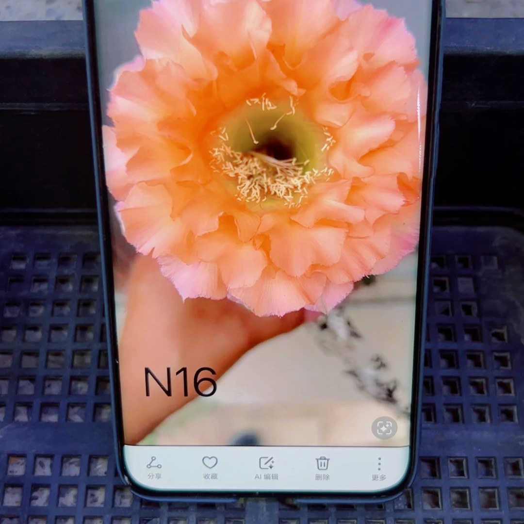 下89彩草N16 歪无根侧芽4公分左右20包邮