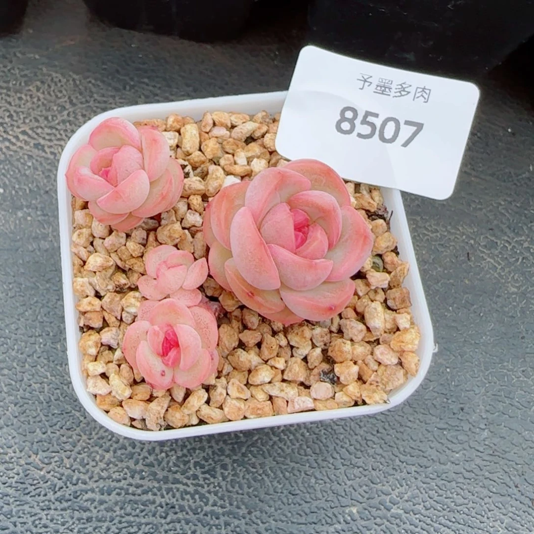 琴心，8507多肉植物