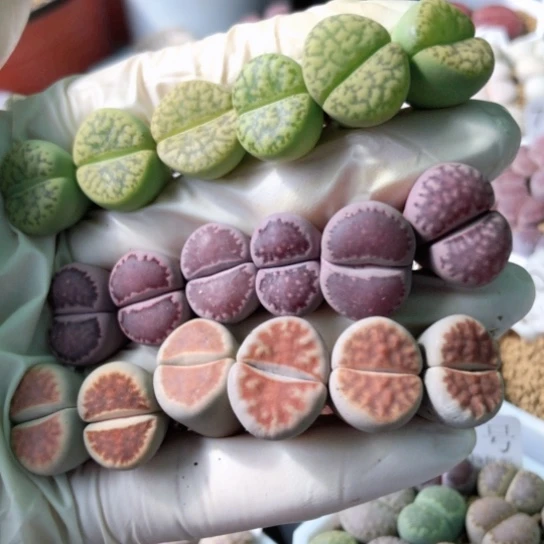 7116，彩色母本1.5厘米左右如图