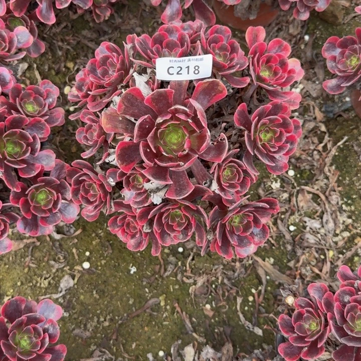 218爱神 多肉植物