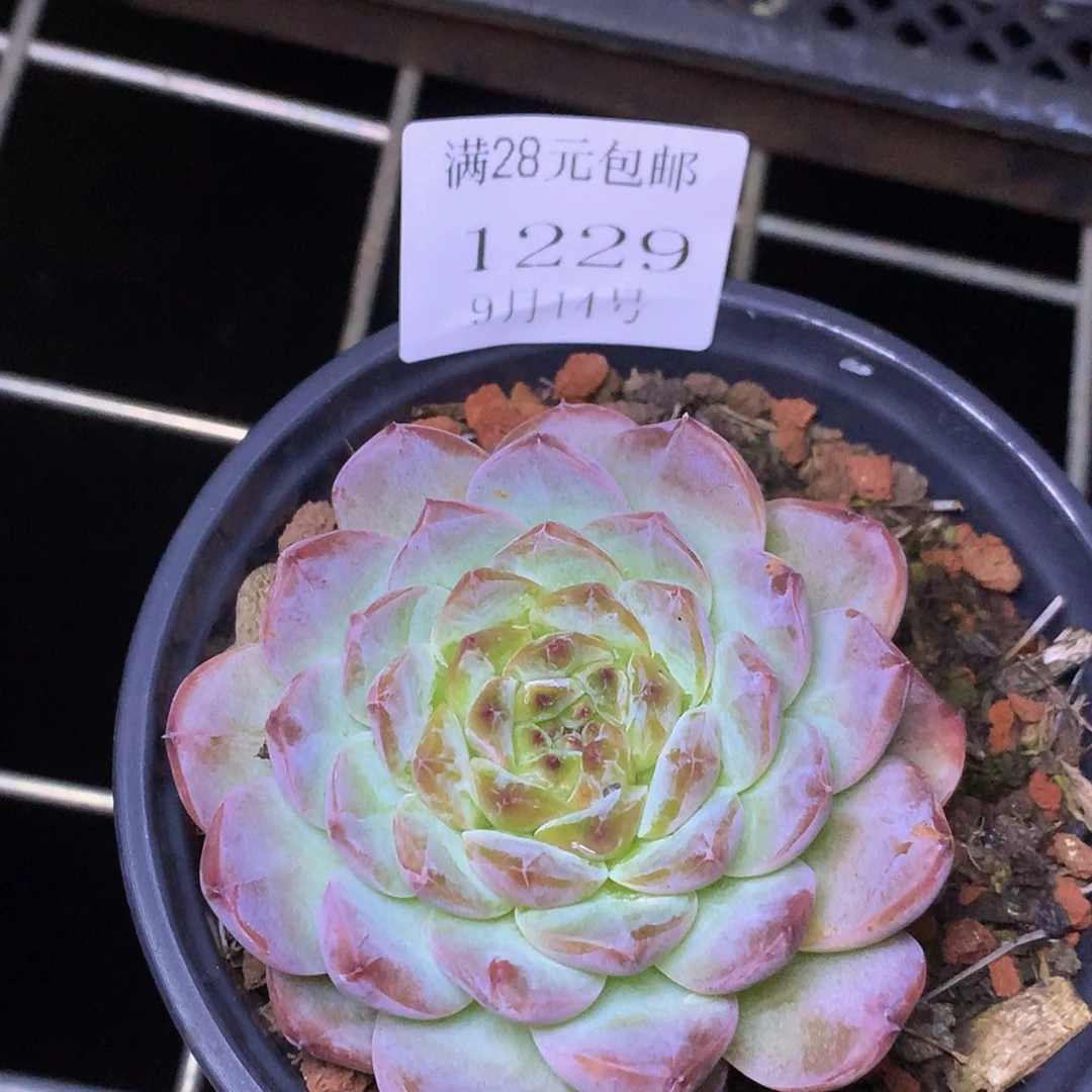 【闪购商品】云1229号