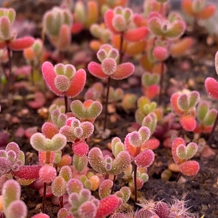 无花朵222混合切糕（十个品种）。