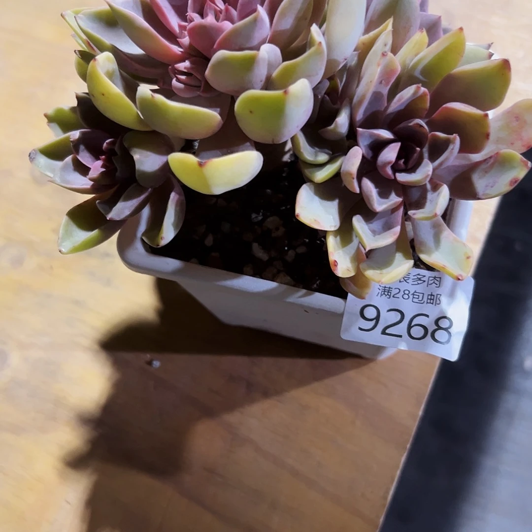 9号。*笑多肉一物一拍9268