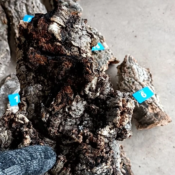 木一物一拍一物一发