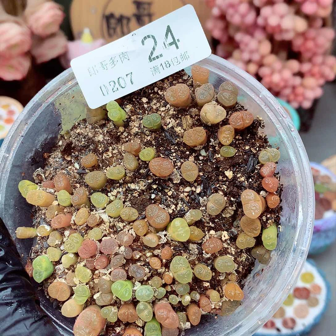 生石花满18包邮7-24