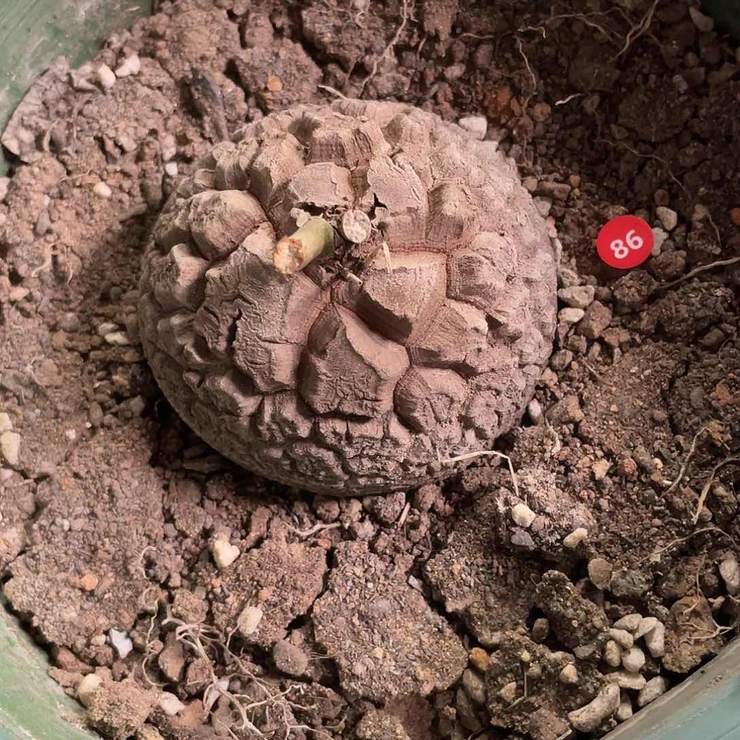 86号龟甲龙7.8公分