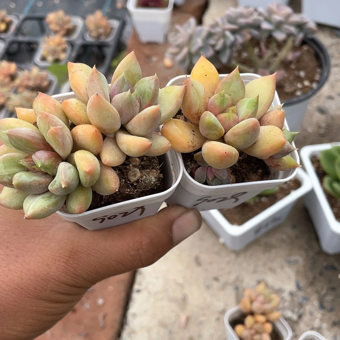 胖***胖两个红象牙带盆发货
