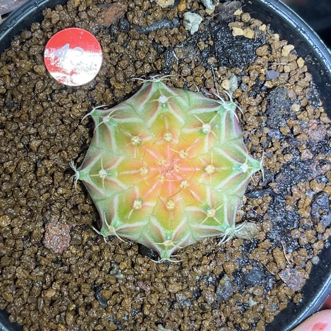 431 泰系轮回 实生 带盆土3.3