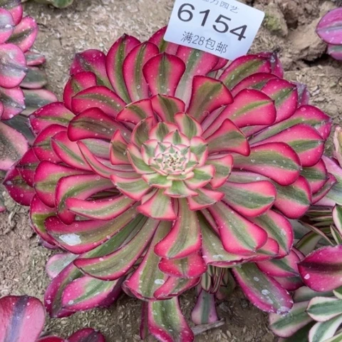 紫桐多肉多肉6154