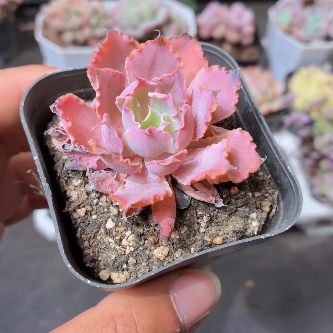 晚霞之舞多肉9.9包邮发货