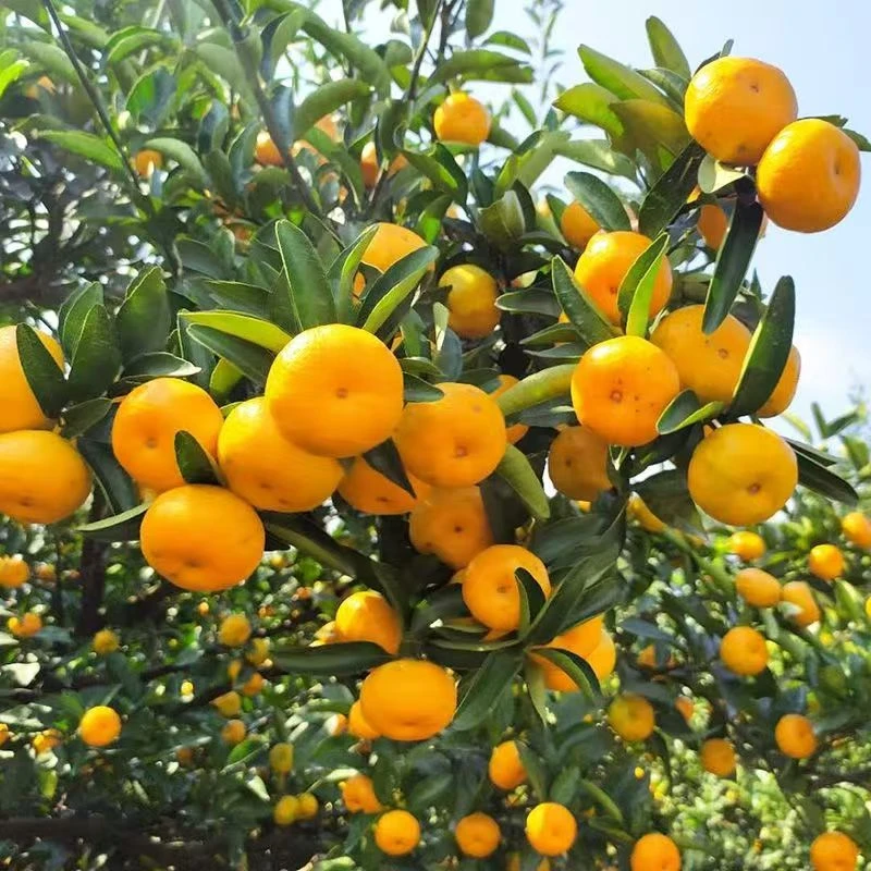 正宗广西武鸣砂糖橘橘子