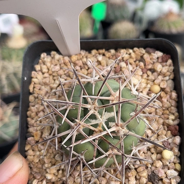 7800 龙角冠实生裸根发货