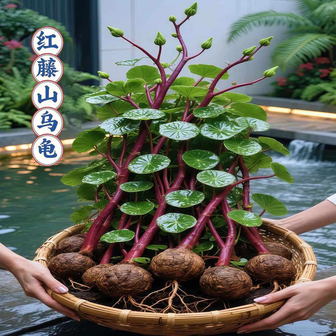 【懒人必备】山乌龟金不换植物盆栽红藤圆叶懒人绿植爬藤观叶室内
