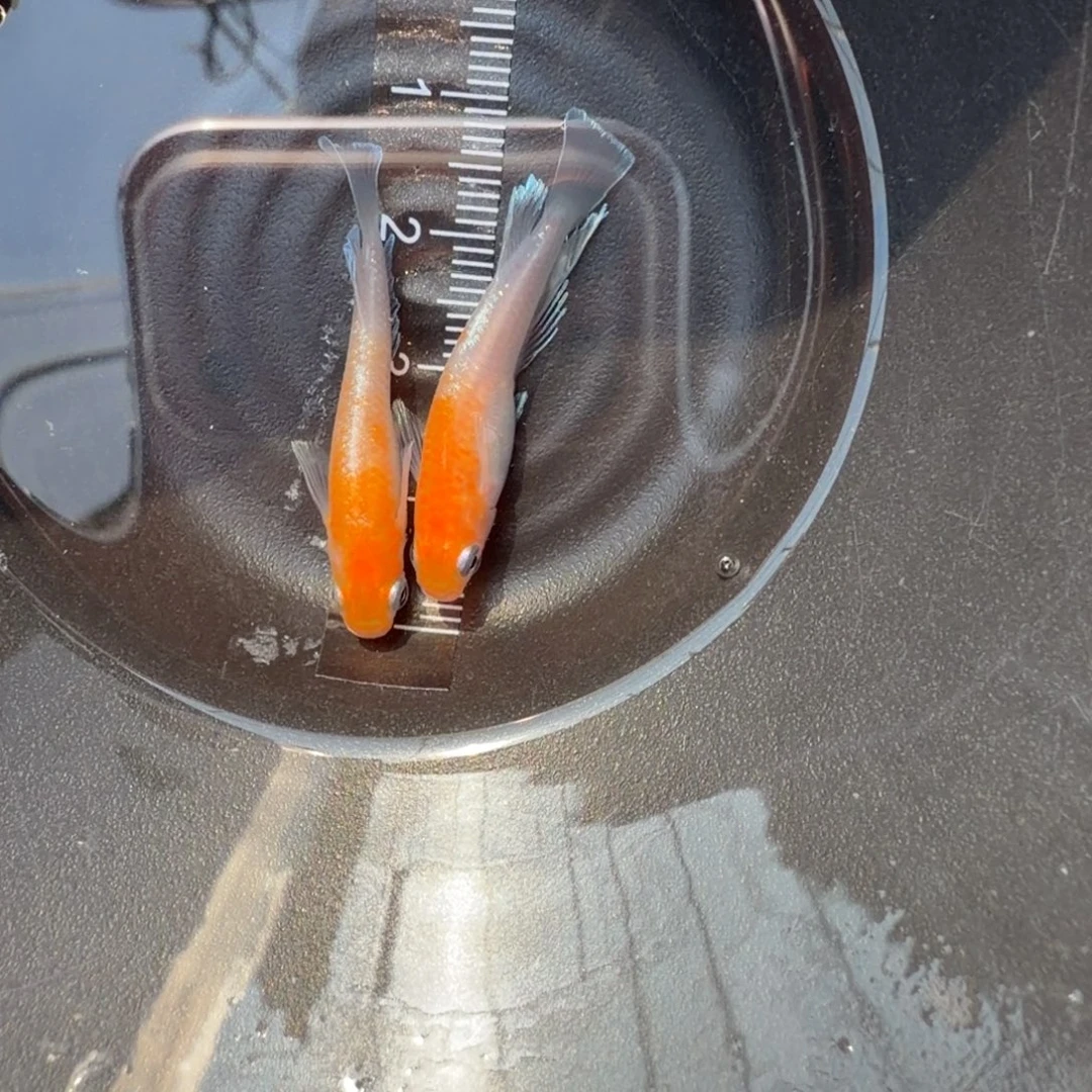 青鳉鱼观背青鳉20