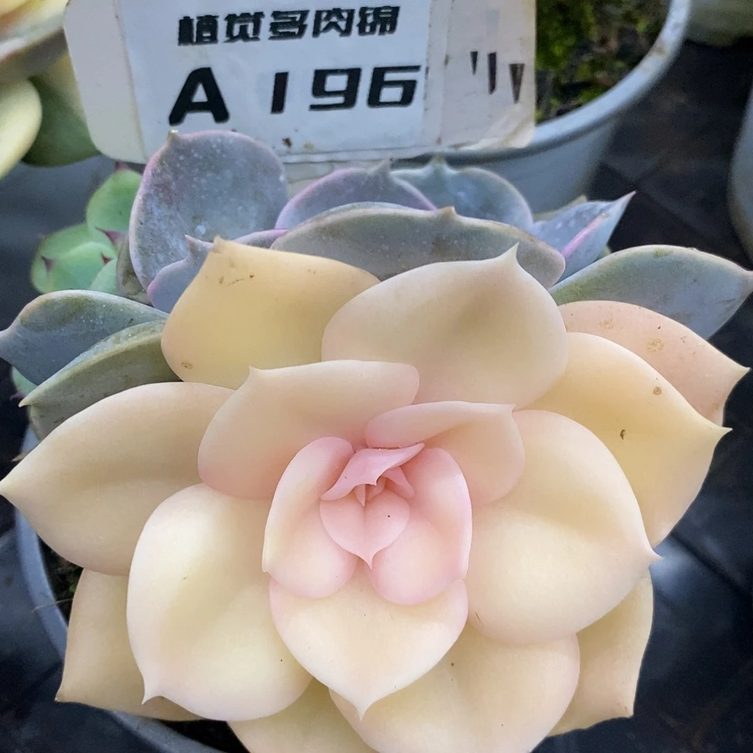 196双子座哈哈哈哈哈哈