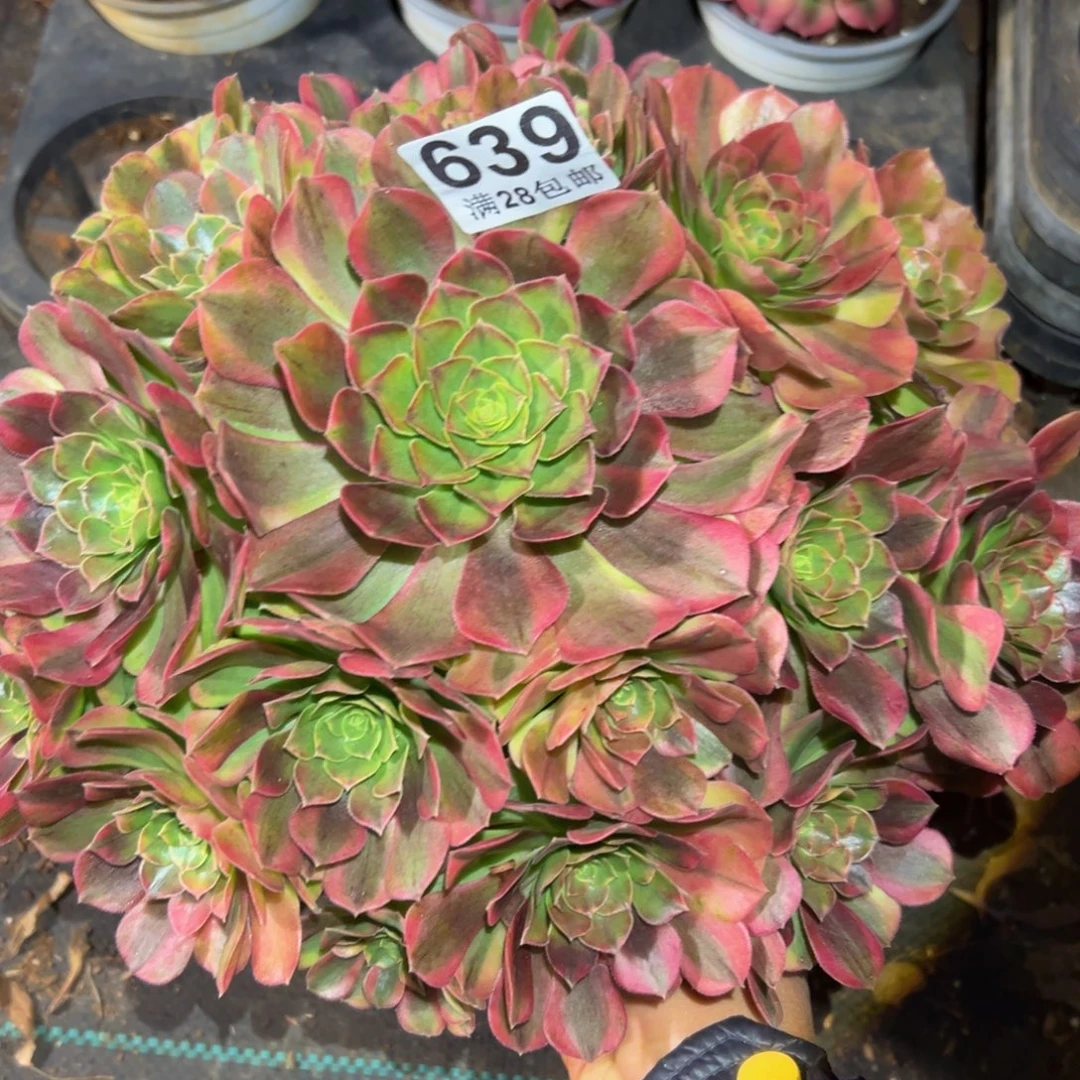 多肉植物639雨河的