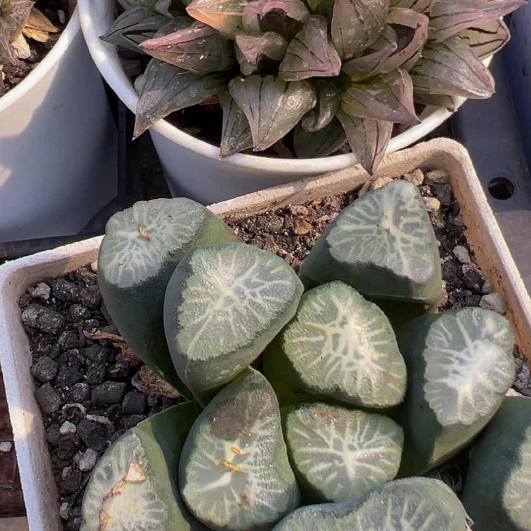 兜*** 82多肉植物百科植物