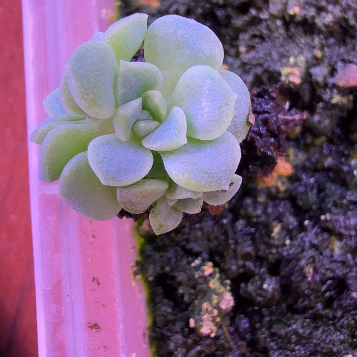 财富密码c100叶插苗一物一拍