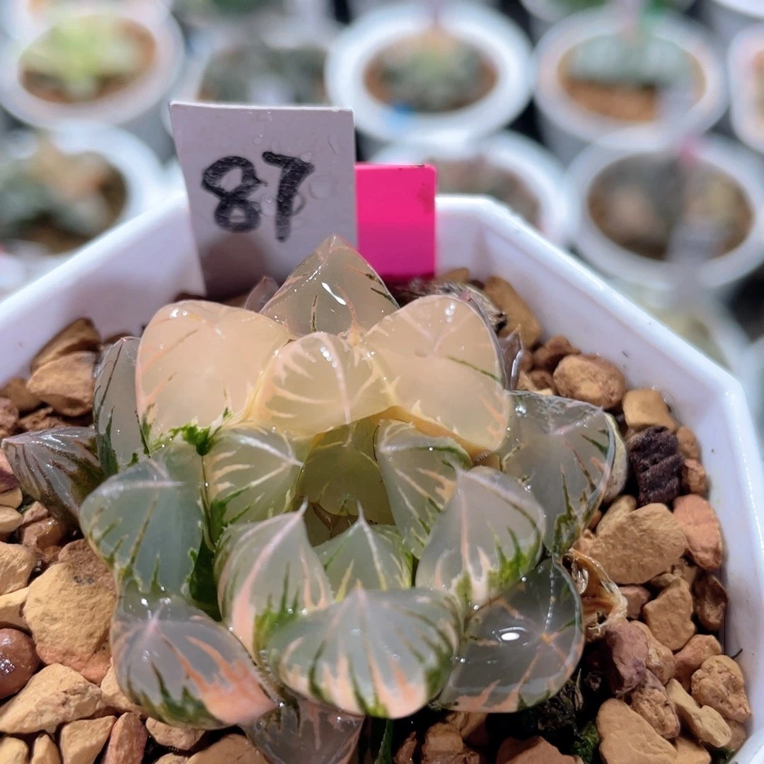 87北极之恋锦。          