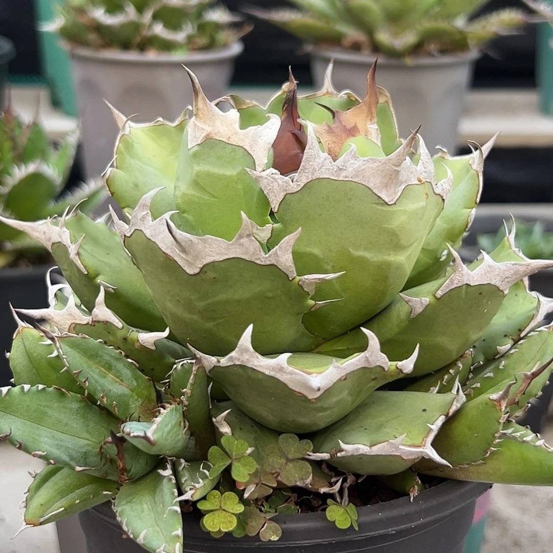 姬仁（带5芽）一物一拍偏远不包邮不退不换